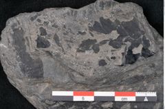 Foto (Detailansicht) von Plantae indet.  (NHMW-GEO-2024-0188-11519)
